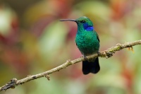 Kolibrik - Colibri cyanotus - Lesser Violetear o0731